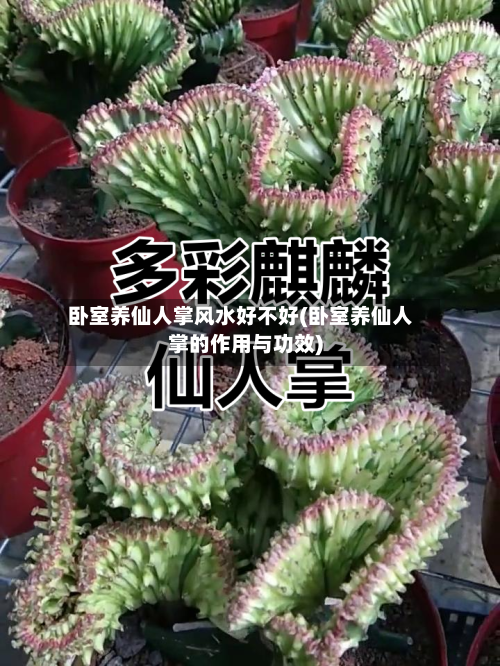 卧室养仙人掌风水好不好(卧室养仙人掌的作用与功效)-第2张图片